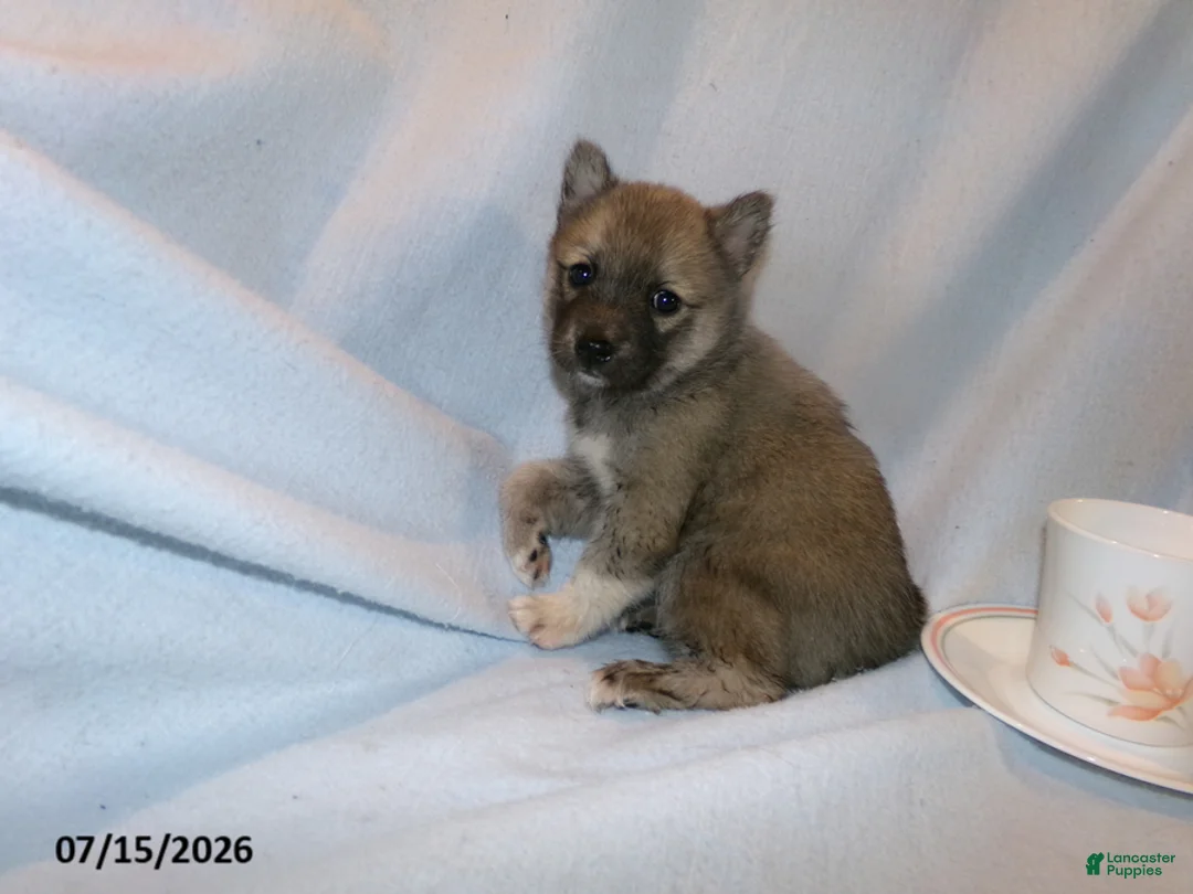 Pomsky dogs for sale: Mocha - Ad 5