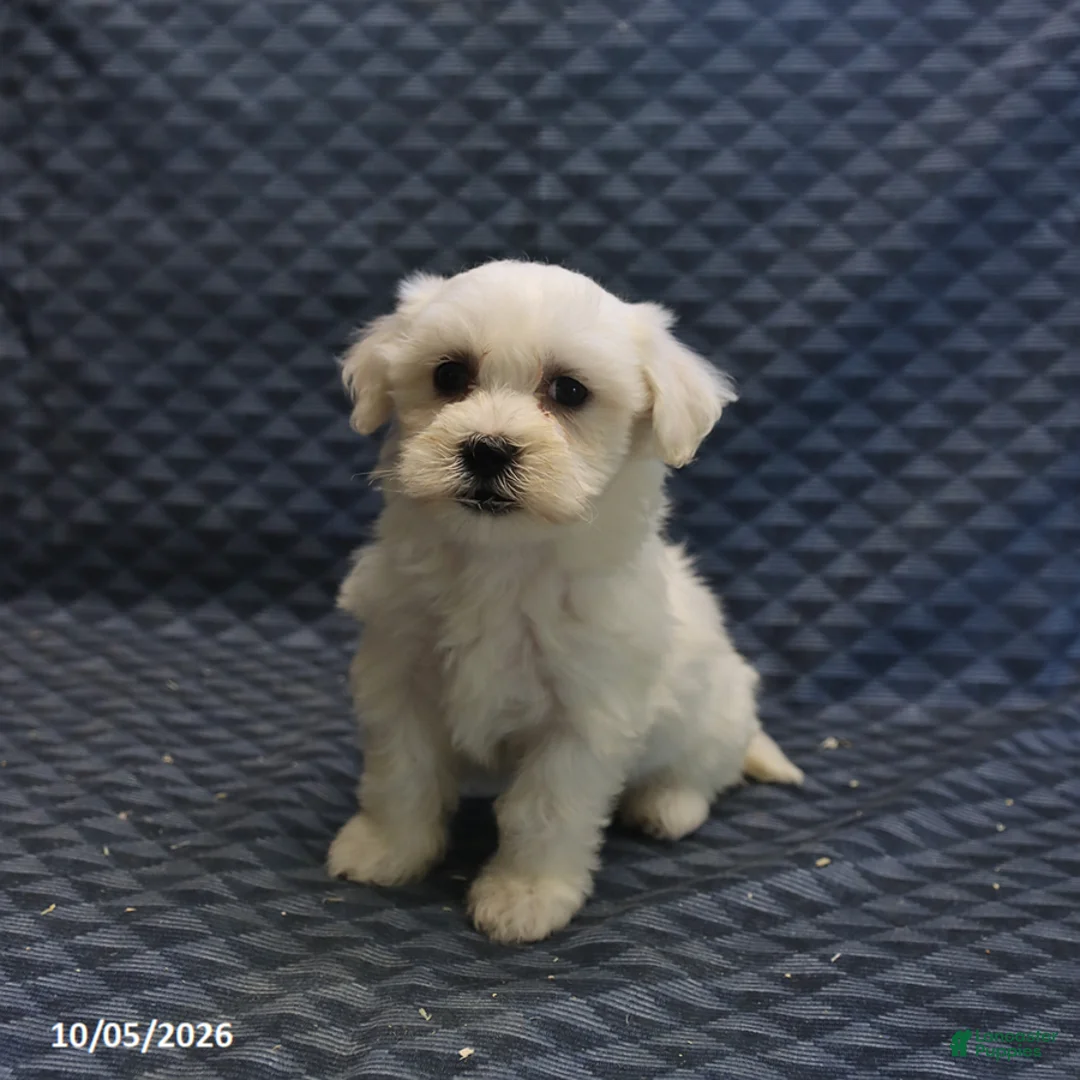 Mixed Breed dogs for sale: Tiny - Ad 2