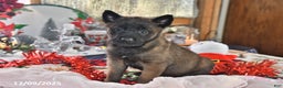 Belgian Malinois dogs for sale: Gypsy - Ad 3