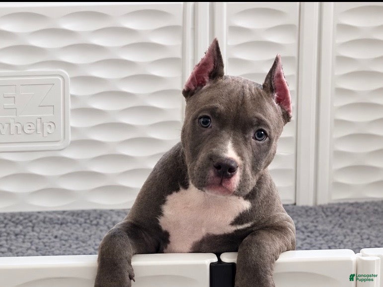 American Bully dogs Star - Ad 1