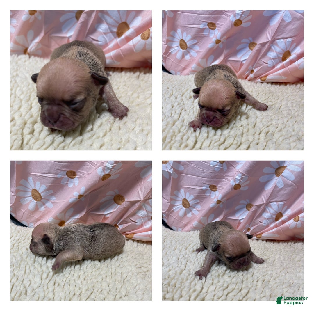 French Bulldog dogs for sale: Peaches - Ad 2