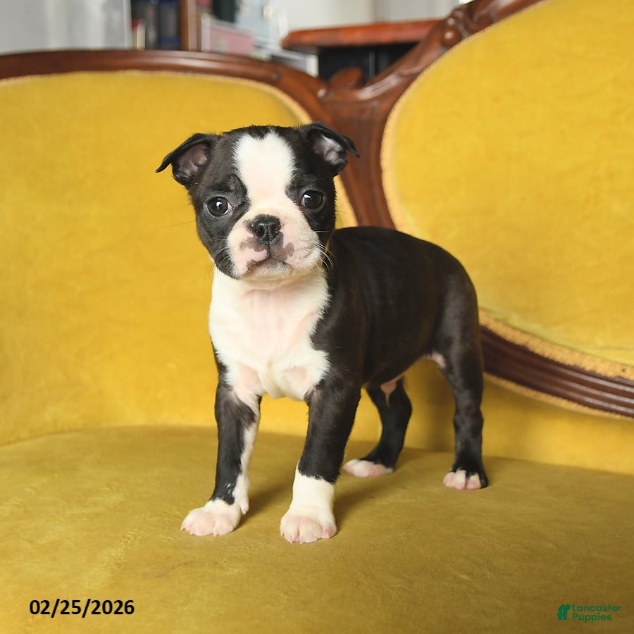 Boston Terrier dogs Shiloh - Ad 2