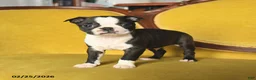 Boston Terrier dogs for sale: Shiloh - Ad 2