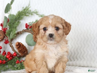 Teddy Bear dogs - Ad 33