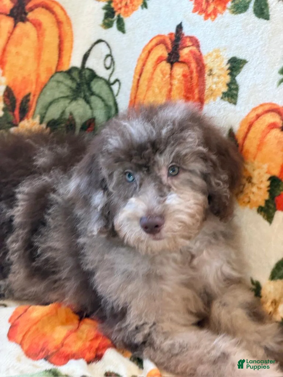 Miniature Labradoodle dogs for sale: Sally - Ad 2