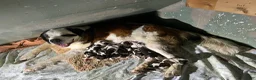 Saint Bernard dogs for sale: pink collare girl - Ad 2