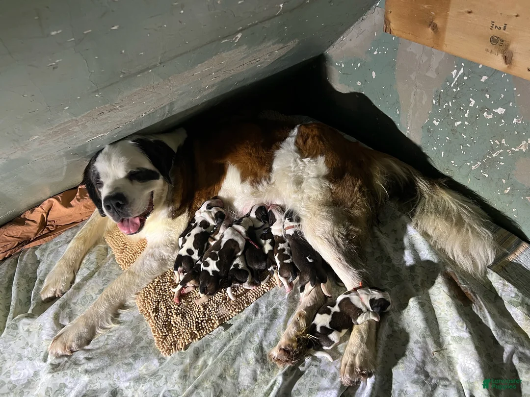 Saint Bernard dogs for sale: pink collare girl - Ad 2