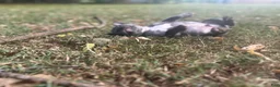 French Bulldog dogs for sale: Brock - Ad 4