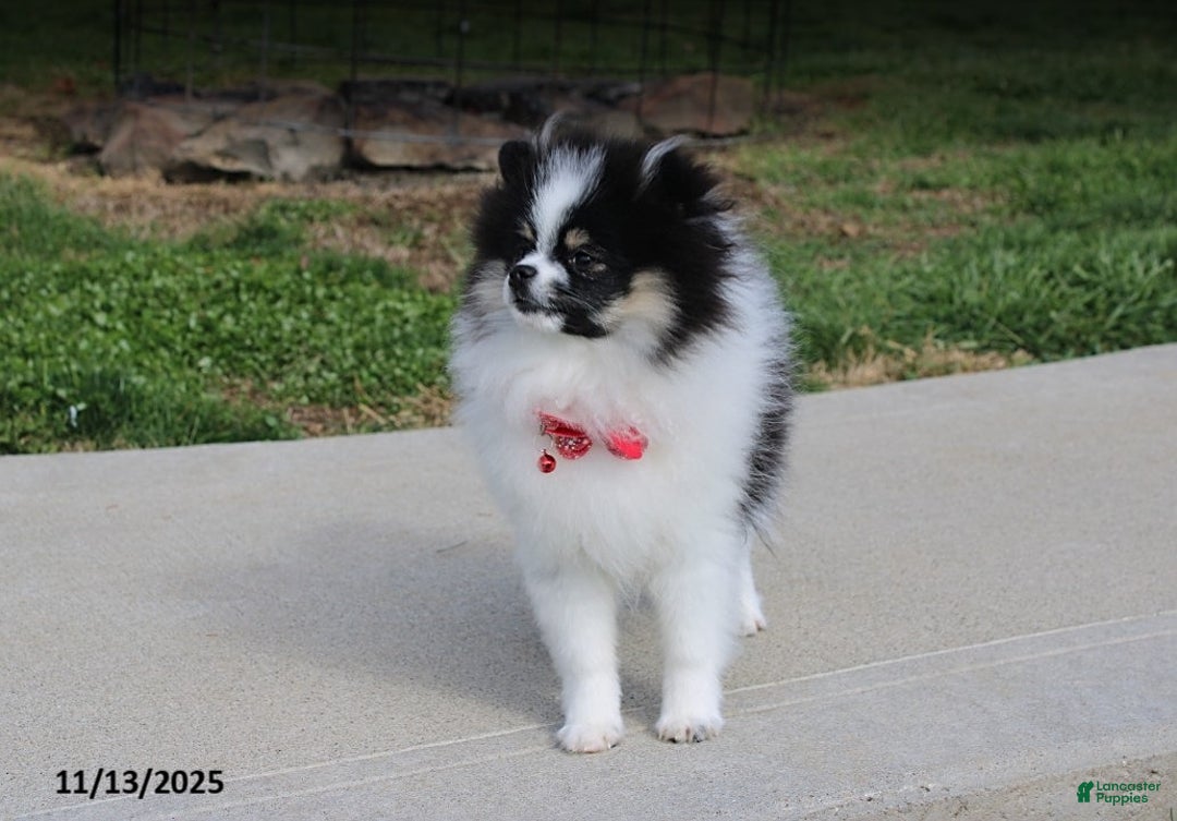 Pomeranian dogs for sale: Karter - Ad 8