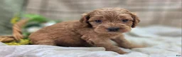Cockapoo dogs for sale: Versace - Ad 19