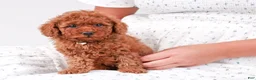 Toy Poodle dogs for sale: Caspian - Ad 22