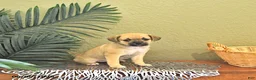 Mixed Breed dogs for sale: Cookie - Ad 4