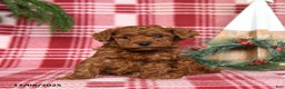 Toy Poodle dogs for sale: Cocoa - Ad 2