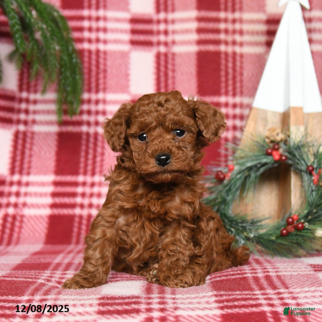 Toy Poodle dogs for sale: Cocoa - Ad 2