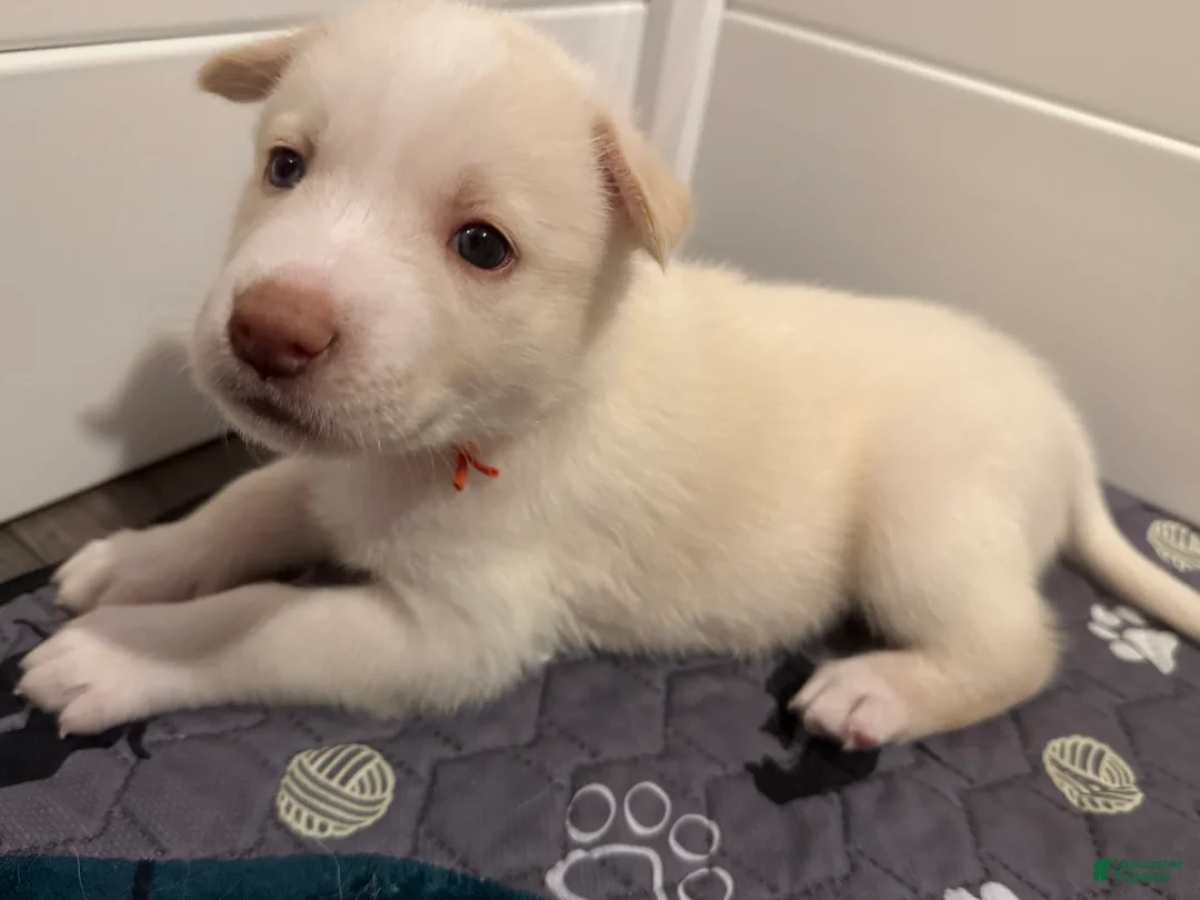 Siberian Husky dogs for sale: Red Collar - Ad 1