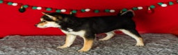 Shiba Inu dogs for sale: Lacy  - Ad 6