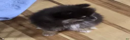 Pomeranian dogs for sale: Akc Maddy  - Ad 2