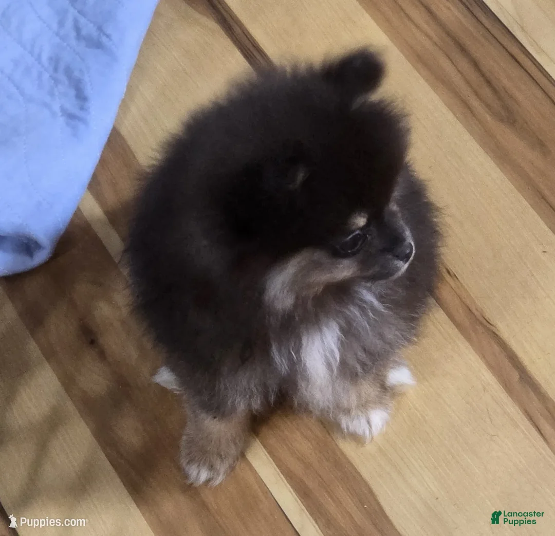 Pomeranian dogs for sale: Akc Maddy  - Ad 2