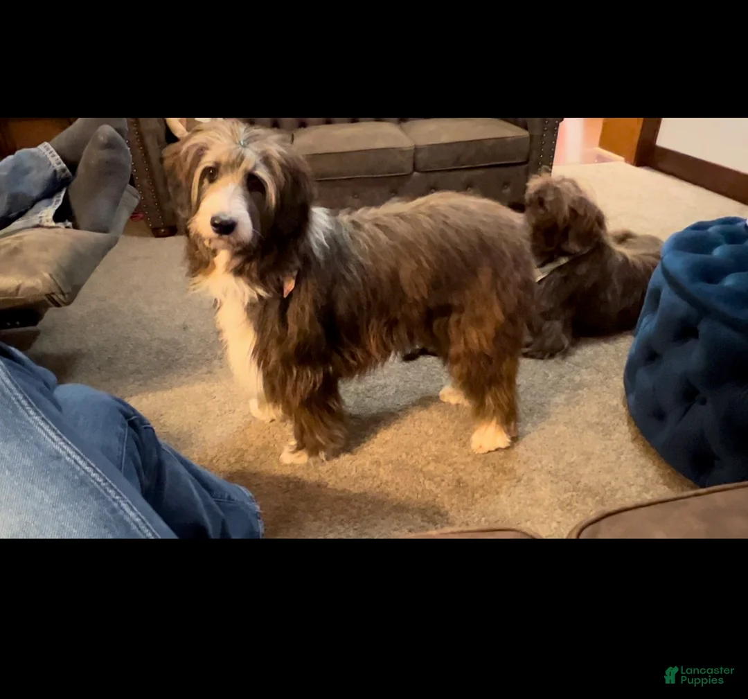 Mixed Breed dogs for sale: Female # 5 English  Shepherd Doodle  - Ad 19