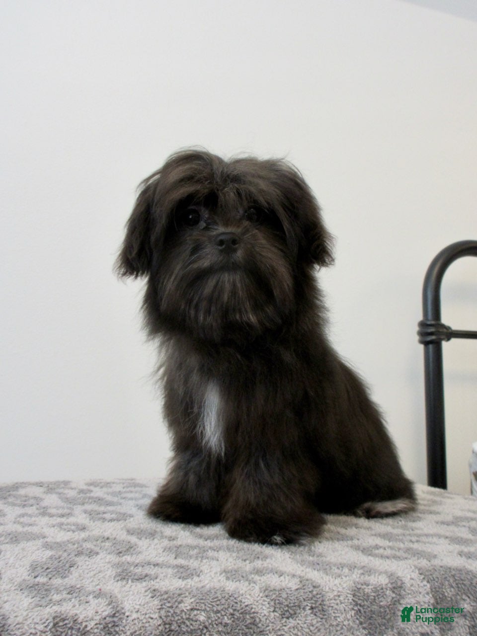 Malshi dogs Coco - Ad 1