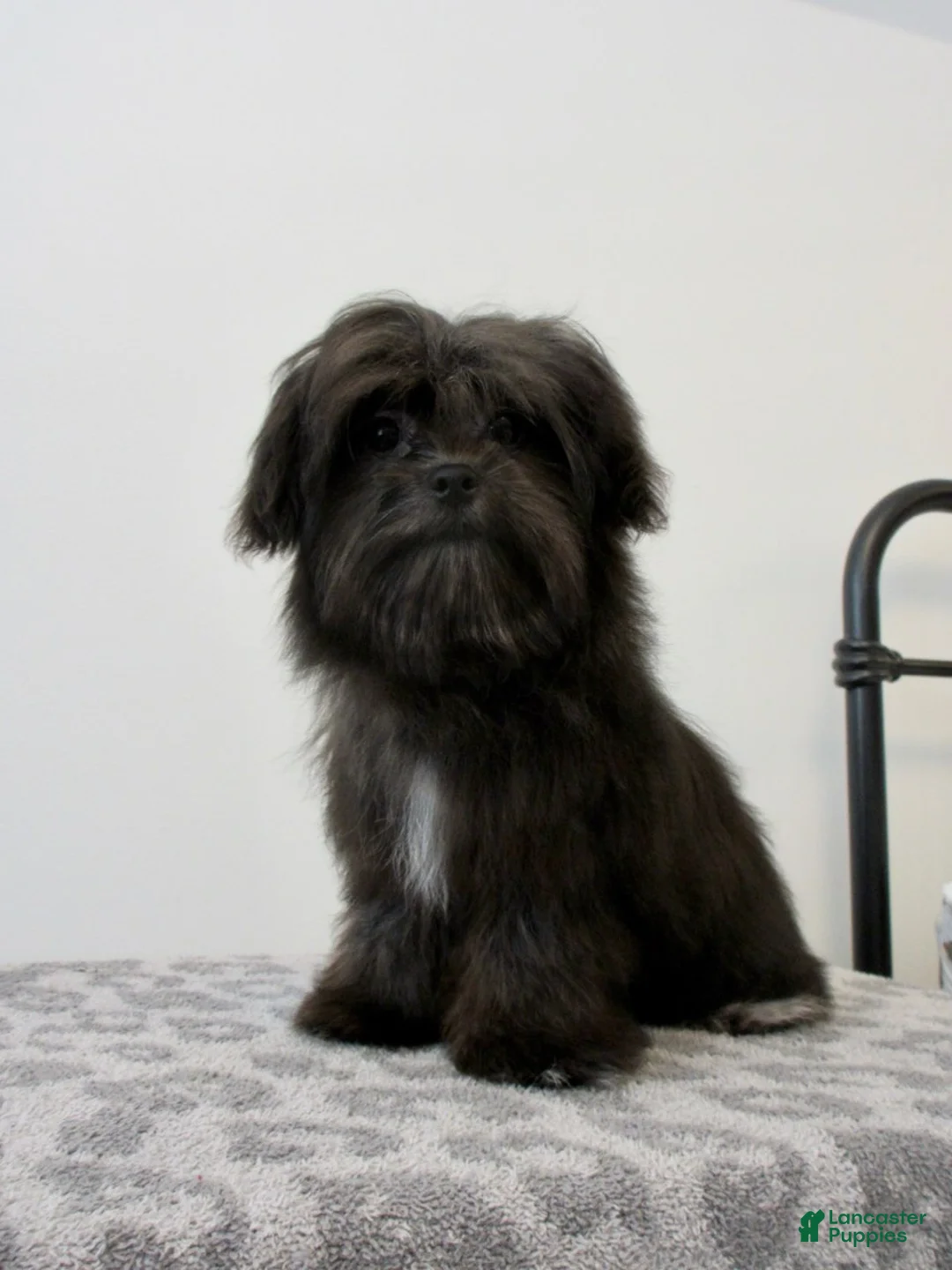 Malshi dogs for sale: Coco - Ad 1