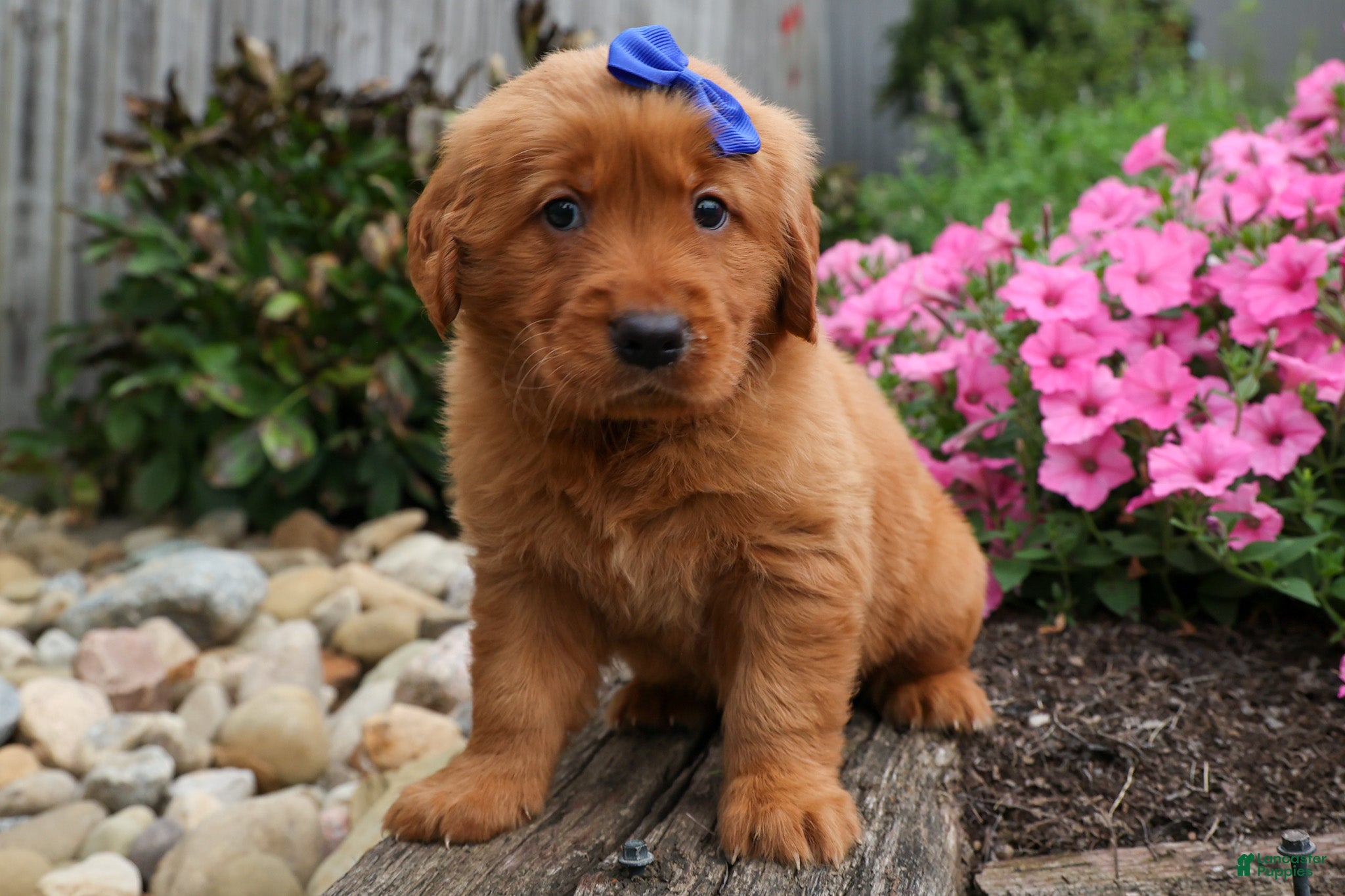 Golden Retriever dogs Quincy💙 - Ad 2