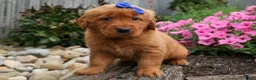 Golden Retriever dogs for sale: Quincy💙 - Ad 18