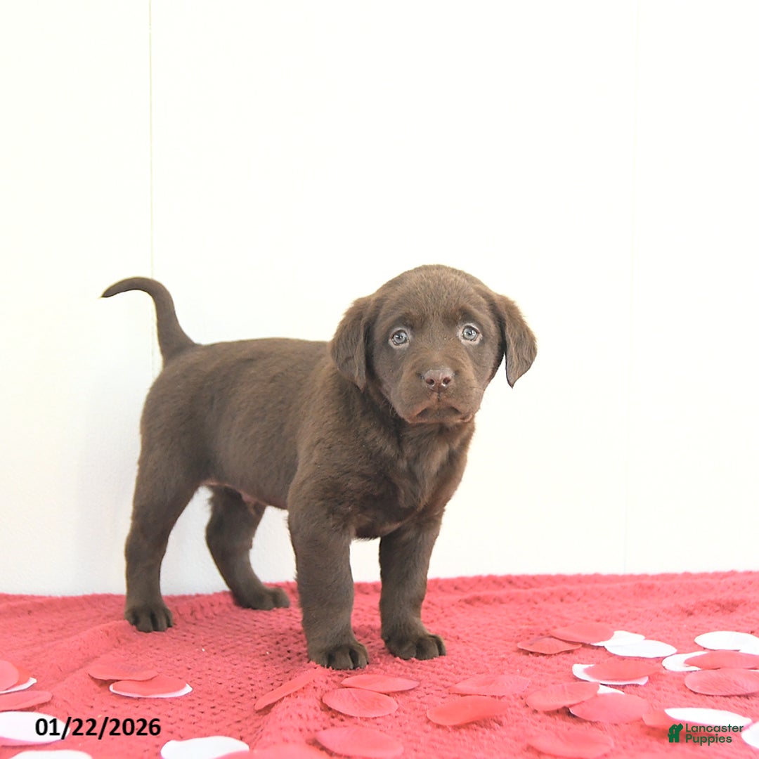 Labrador Retriever dogs for sale: Hunter - Ad 4