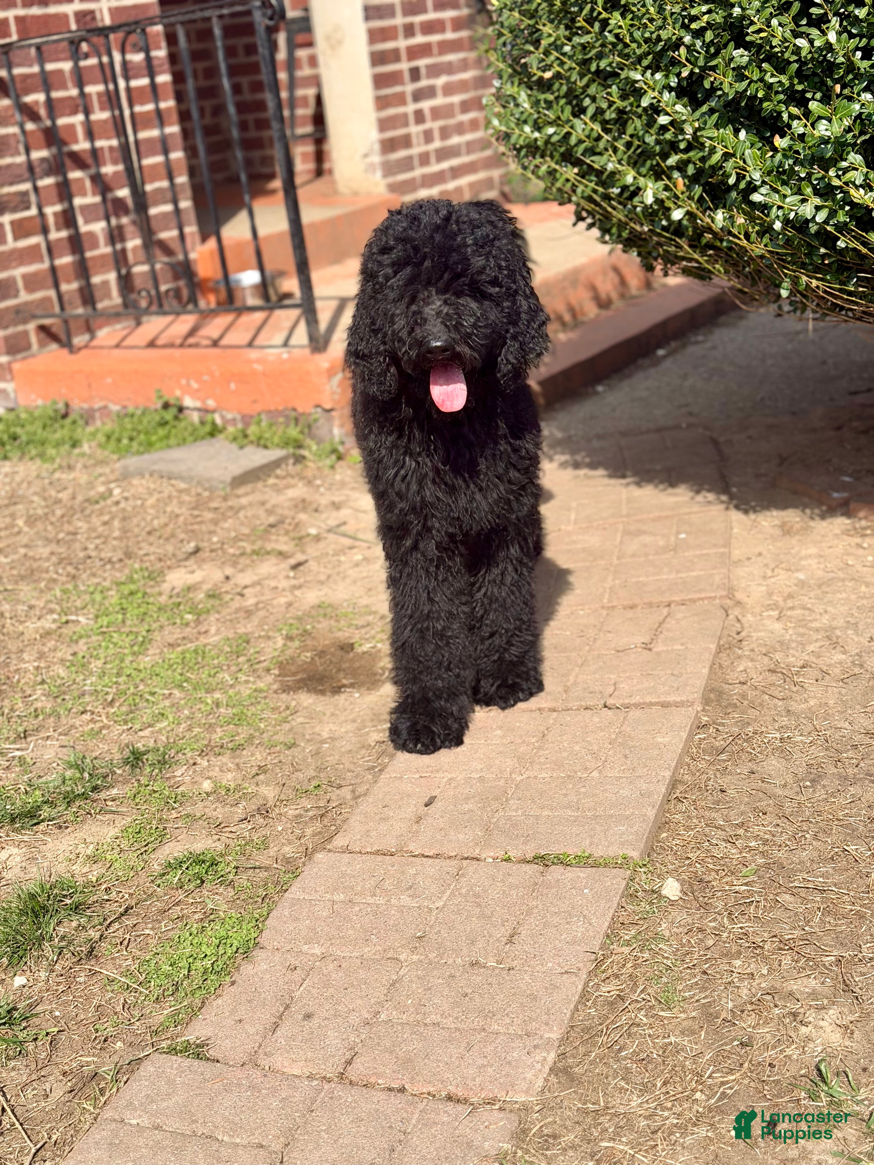 Standard Poodle dogs Standard Poodle Puppy 2 - Ad 1