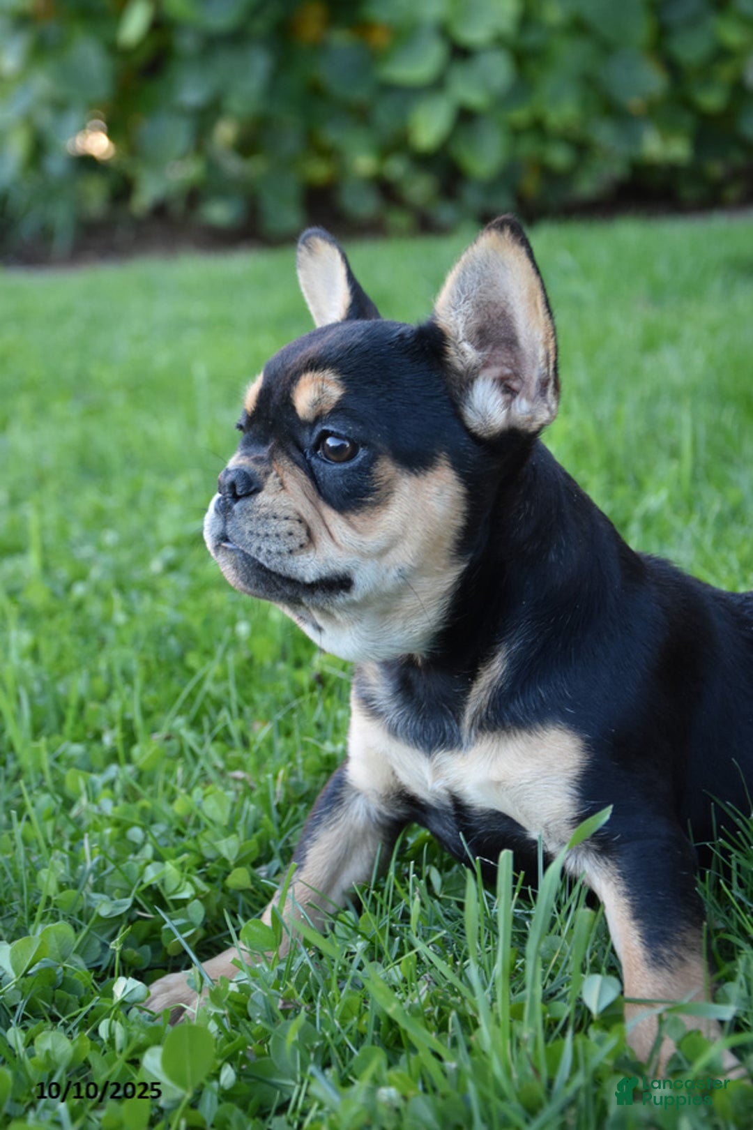 French Bulldog dogs for sale: Kay - Ad 3