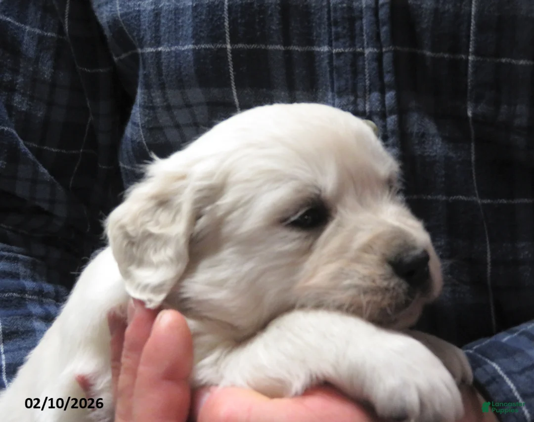 Golden Retriever dogs for sale: Gordie - Ad 7