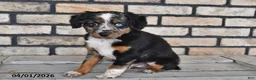 Mixed Breed dogs for sale: Jasper - Ad 1