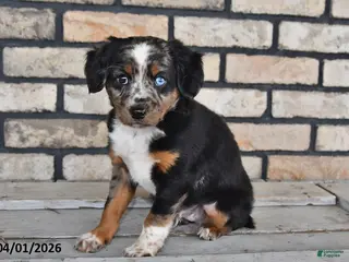 Mixed Breed dogs for sale: Jasper - Ad 1