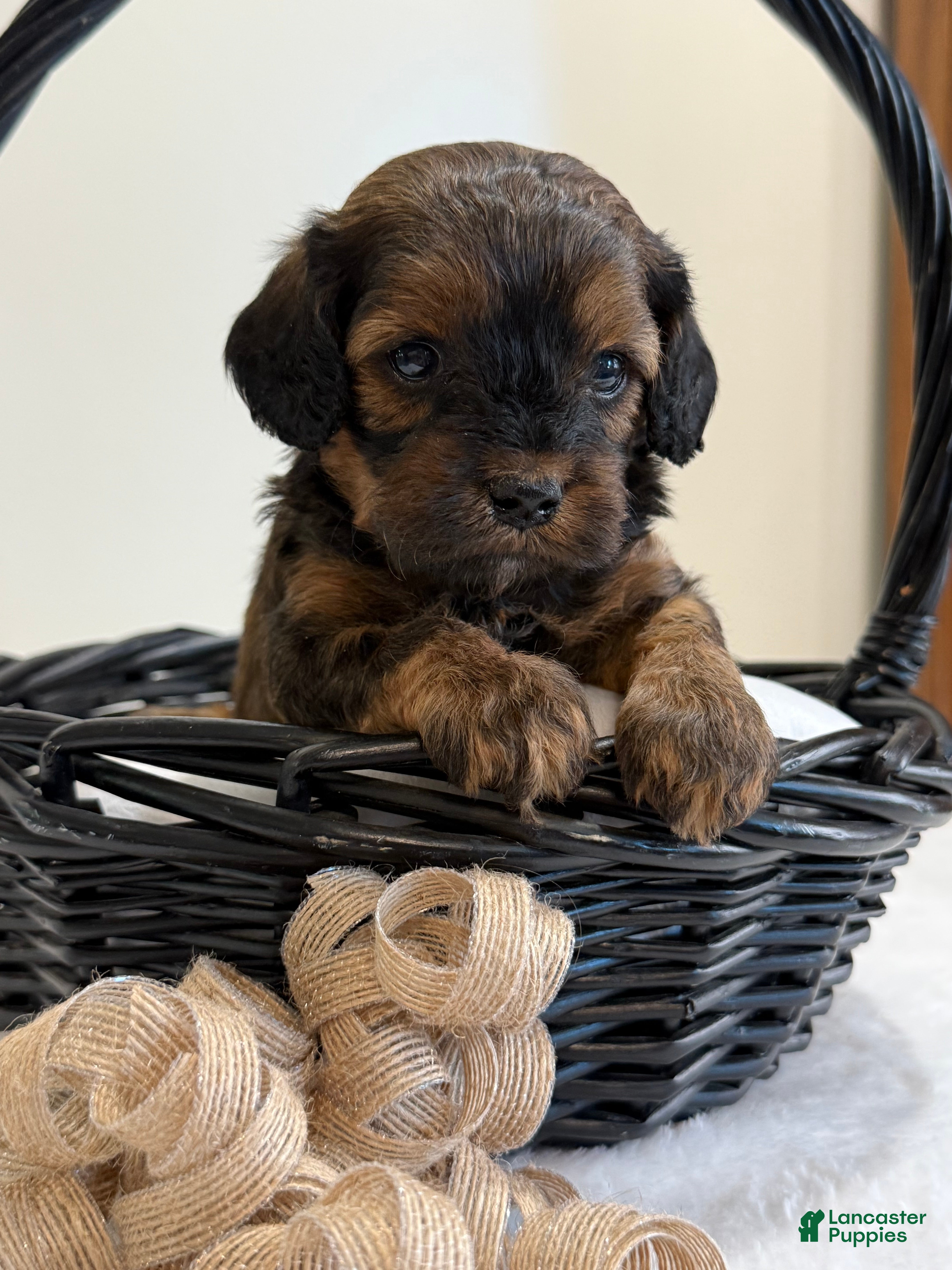 Cavapoo dogs Coffee Cavapoo  - Ad 2