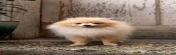 Pomeranian dogs for sale: Elfie Delfie - Ad 4