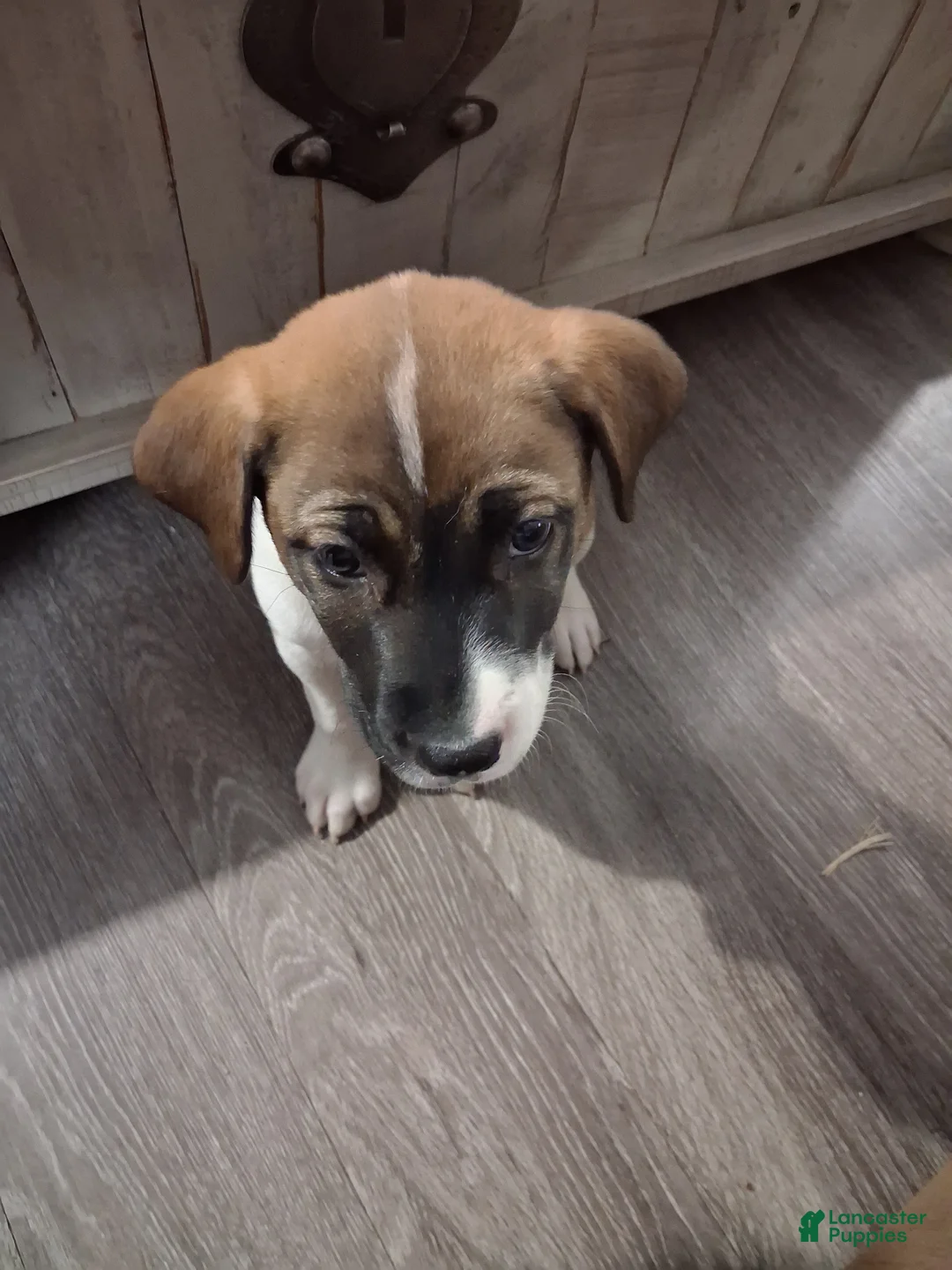 Mixed Breed dogs for sale: Mixed Breed Puppy 1 - Ad 9
