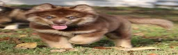 Pomsky dogs for sale: Kipper  - Ad 1
