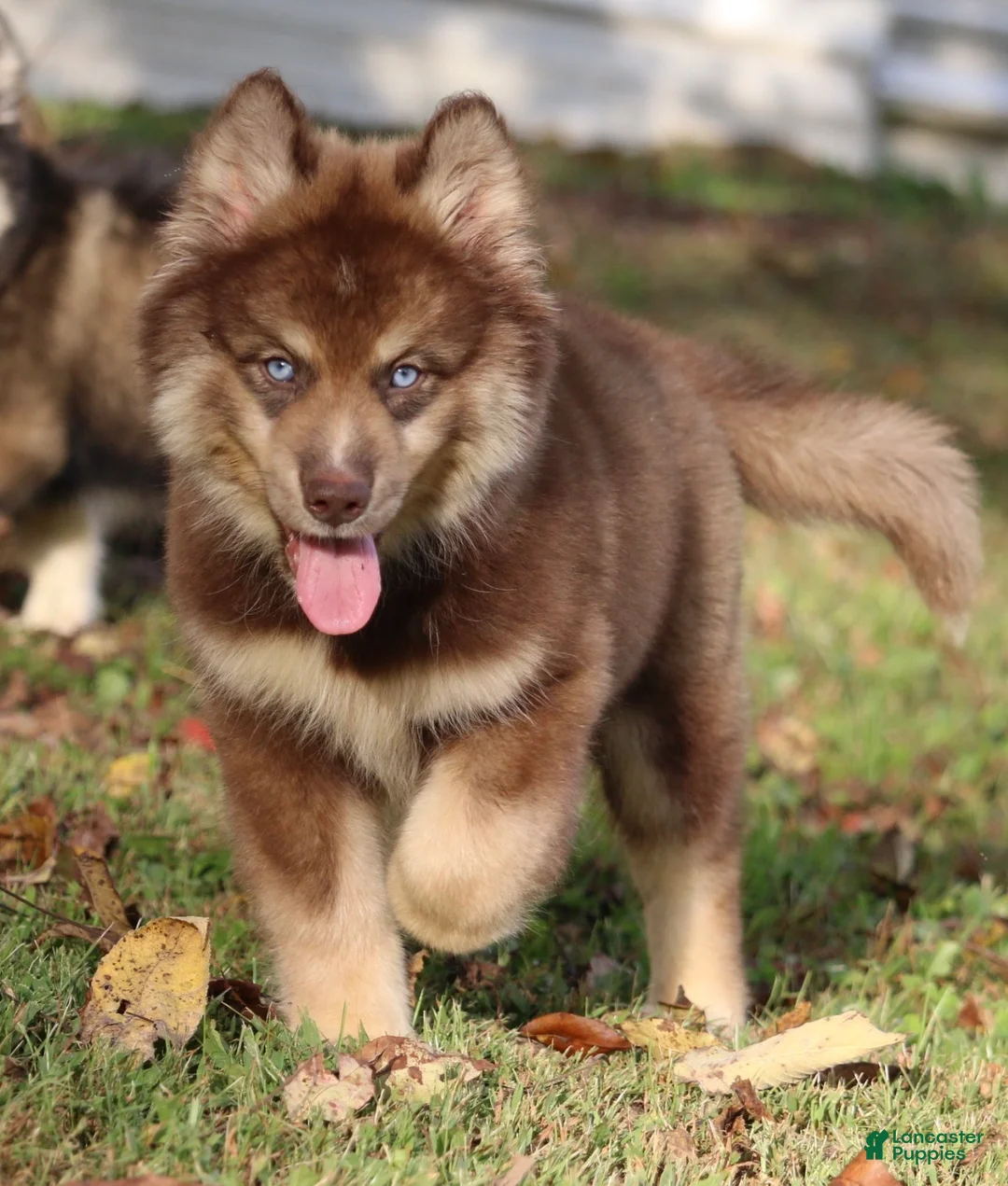 Pomsky dogs for sale: Kipper  - Ad 1