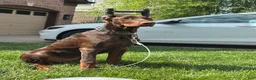 Doberman Pinscher dogs for sale: Kane - Ad 6