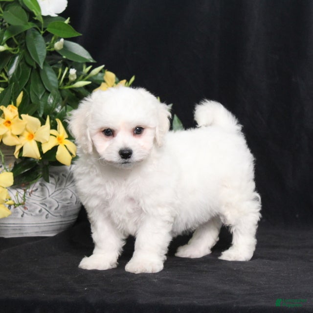 Bichon Frise dogs Luke - Ad 2