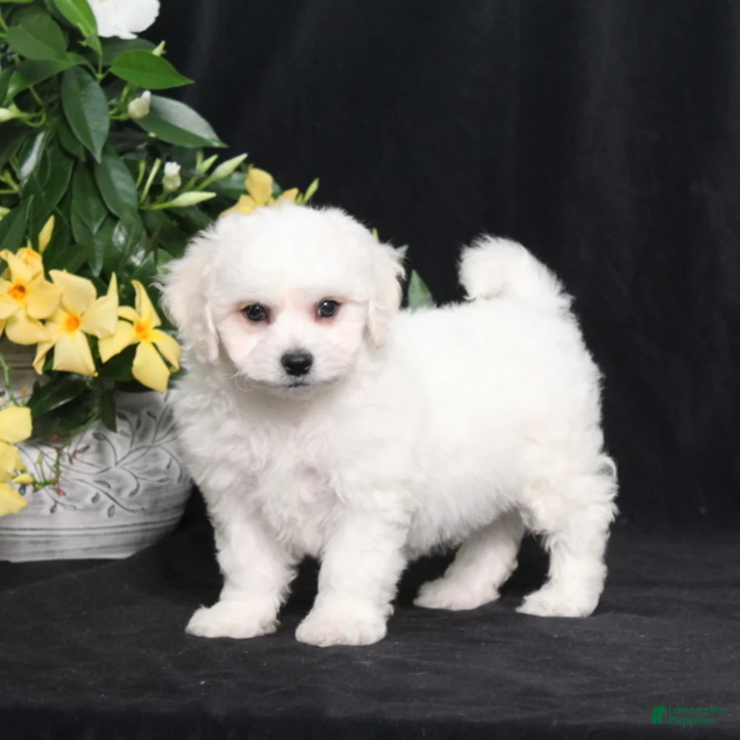 Bichon Frise dogs for sale: Luke - Ad 2
