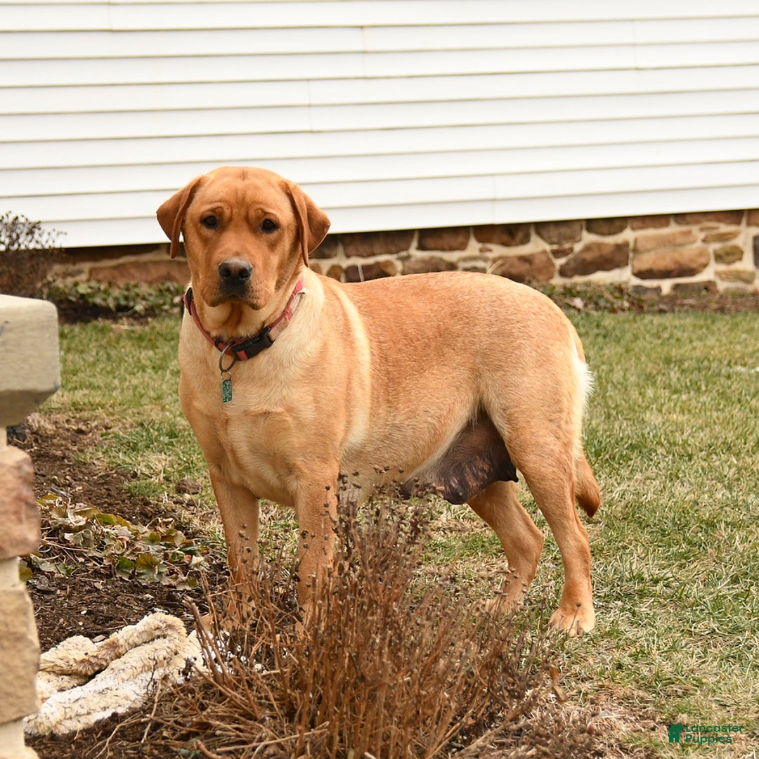 Labrador Retriever dogs for sale: Camper - Ad 6
