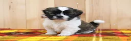 Shihpoo dogs for sale: Storm - Ad 3