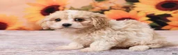 Cavachon dogs for sale: Megan - Ad 2