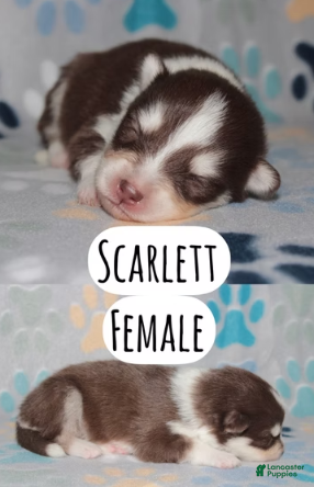 Pomsky dogs Scarlett - Ad 3