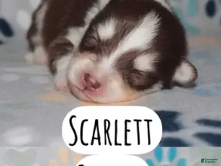 Pomsky dogs Scarlett - Ad 3