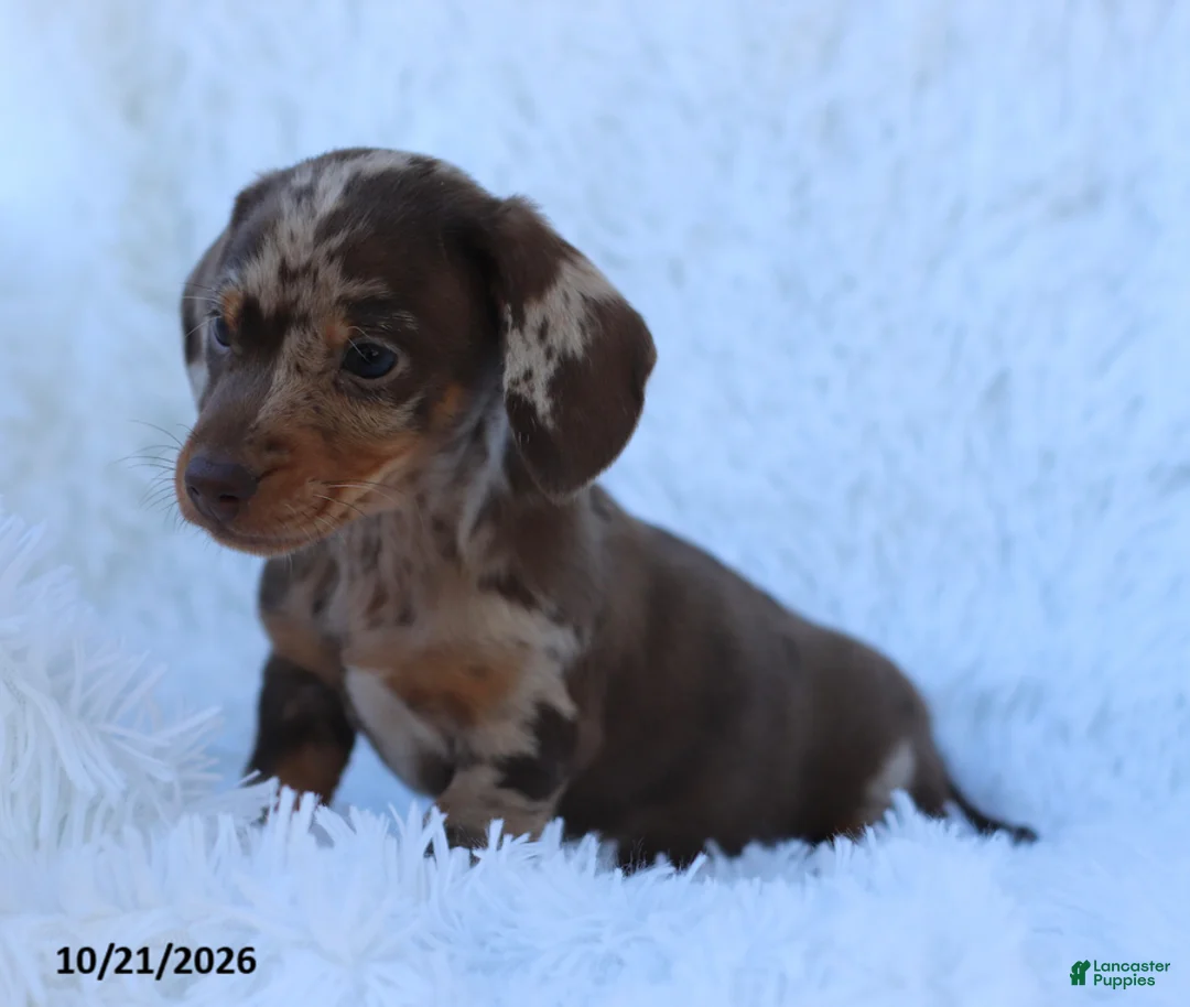 Miniature Dachshund dogs for sale: Otto - Ad 4