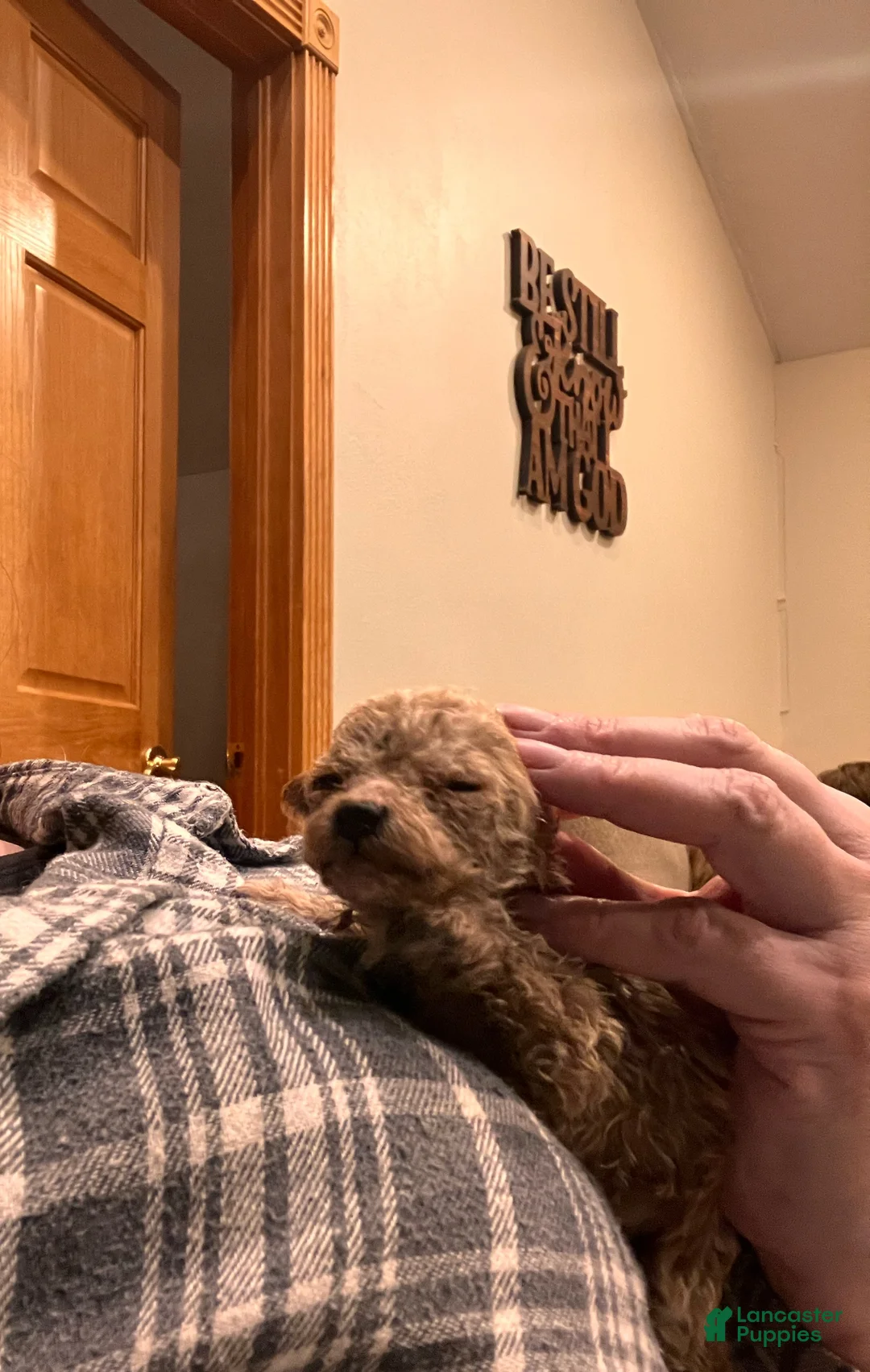 Toy Poodle dogs for sale: ♥️TINY TEACUP TAZZ♥️ - Ad 9