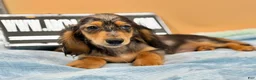 Miniature Dachshund dogs for sale: AKC GCH Frapp Russian blue eye - Ad 11
