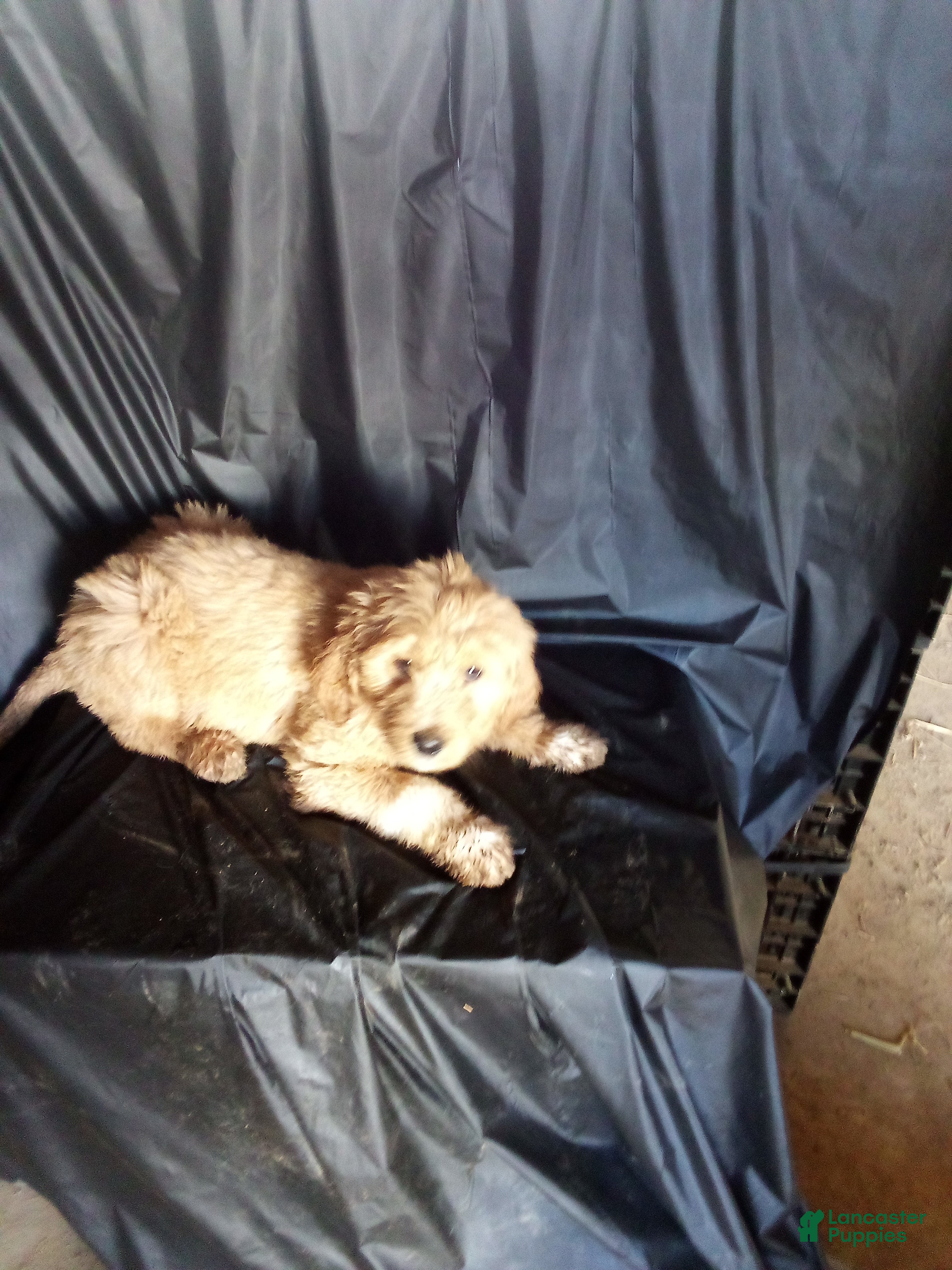 Mixed Breed dogs Opal - Ad 17